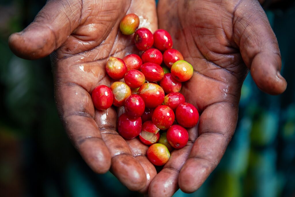 Coffee beans in a Ugandan farmer’s hands