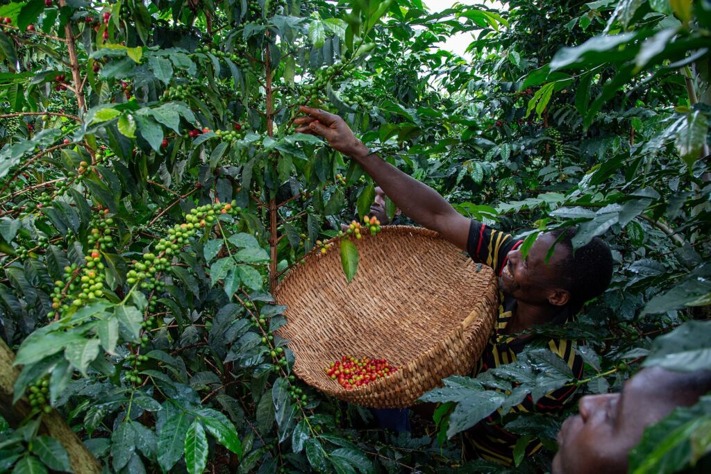Coffee farmers at work in Uganda