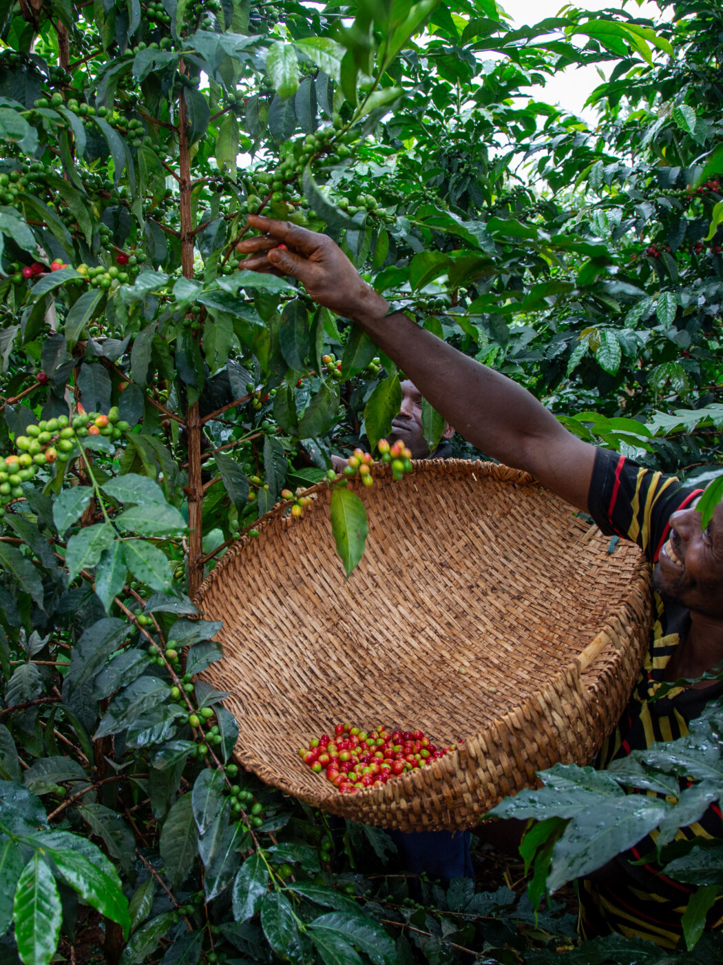 Coffee farmer harvesting ripe cherries in Uganda